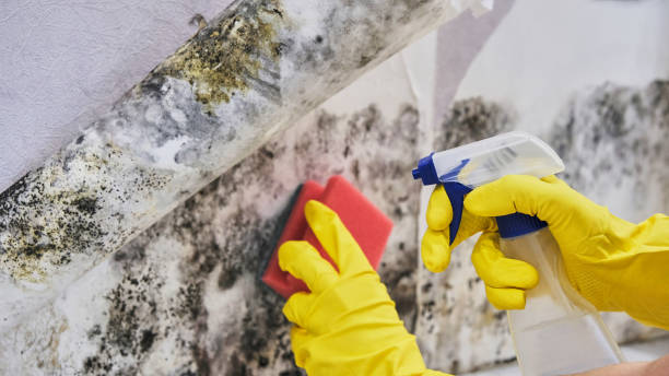 Best Residential Mold Inspection & Testing  in Highland Lakes, AL